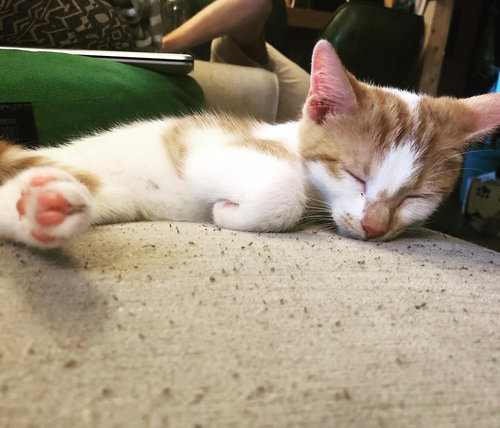 C84 Litter-Ceelo - ADOPTED