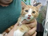 C84 Litter-Cyrus-ADOPTED
