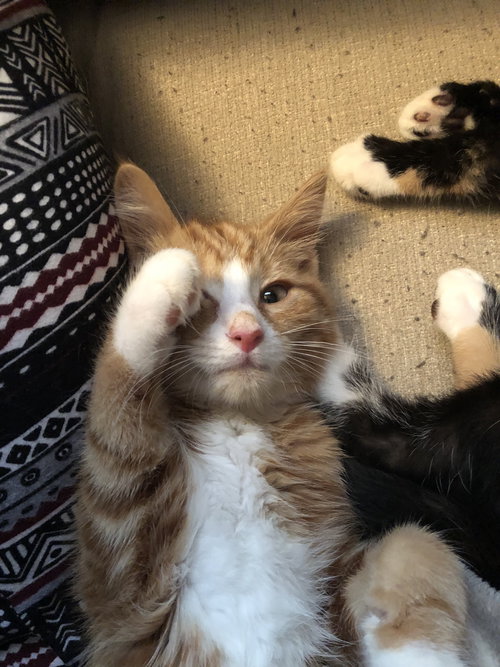 C84 Litter-Cyrus-ADOPTED