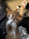 C84 Litter-Cyrus-ADOPTED