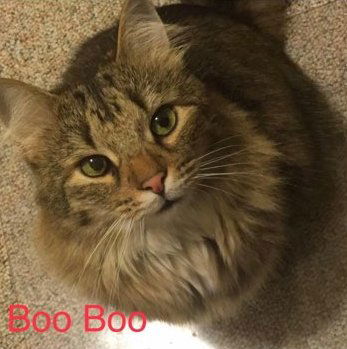 Boo Boo - ADOPTED