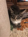 C83 Litter- Halsey - ADOPTED