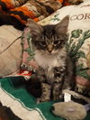 C83 Litter- Halsey - ADOPTED