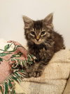 C83 Litter- Halsey - ADOPTED