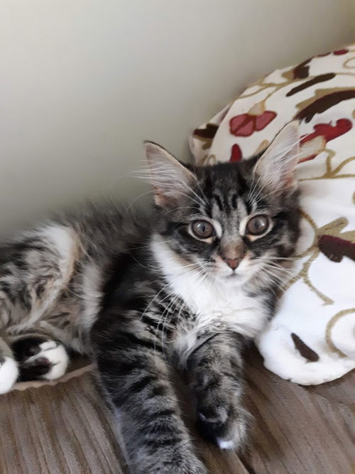 C83 Litter- Halsey - ADOPTED