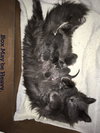 C85 Litter-Misty, mom-ADOPTED