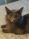 C85 Litter-Misty, mom-ADOPTED