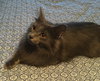 C85 Litter-Misty, mom-ADOPTED
