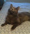 C85 Litter-Misty, mom-ADOPTED