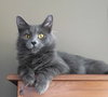 C85 Litter-Misty, mom-ADOPTED