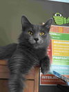 C85 Litter-Misty, mom-ADOPTED