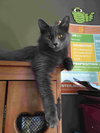 C85 Litter-Misty, mom-ADOPTED