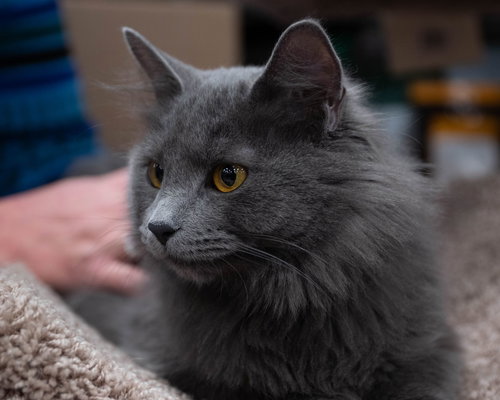 C85 Litter-Misty, mom-ADOPTED