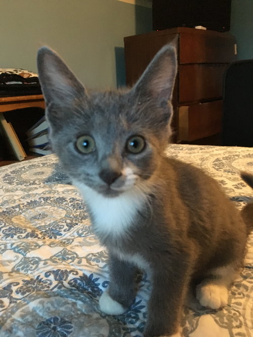 C85 Litter-Rain - ADOPTED