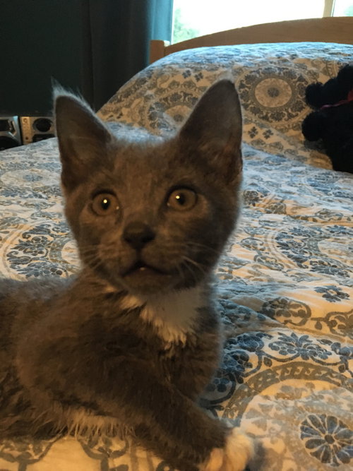 C85 Litter-Sterling - ADOPTED