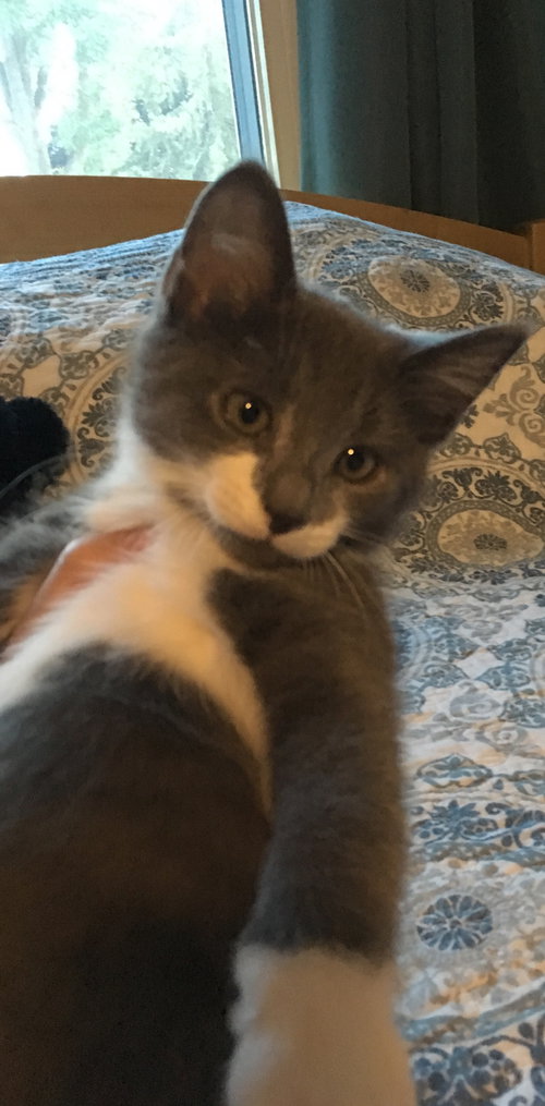 C85 Litter-Thunder - ADOPTED