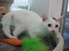 C86 Litter-Uma - ADOPTED