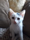C86 Litter-Uma - ADOPTED