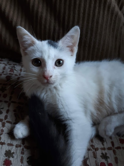 C86 Litter-Uma - ADOPTED