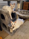 C86 Litter-Uma - ADOPTED