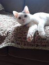 C86 Litter-Uma - ADOPTED