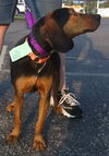 Trooper - ADOPTED
