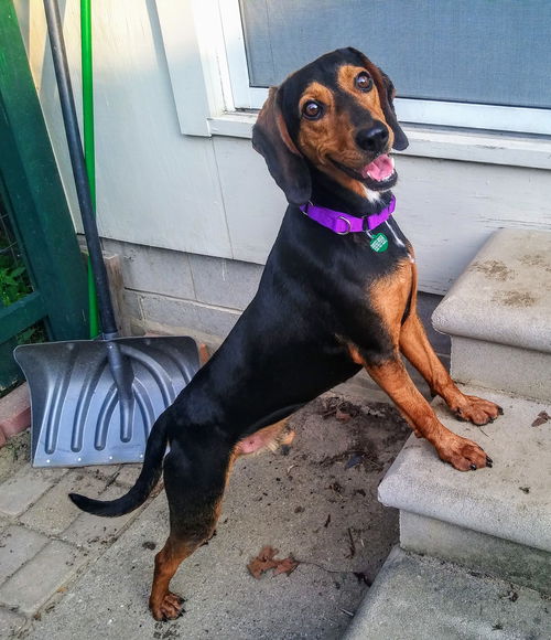 Trooper - ADOPTED