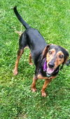 Trooper - ADOPTED