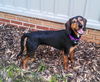Trooper - ADOPTED
