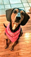Trooper - ADOPTED