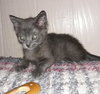 C89 Litter-Pebbles-PSP - ADOPTED