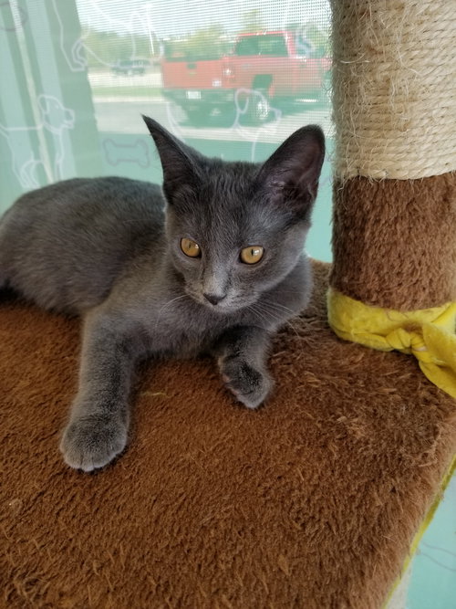 C89 Litter-Pebbles-PSP - ADOPTED