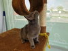 C89 Litter-Pebbles-PSP - ADOPTED