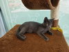 C89 Litter-Pebbles-PSP - ADOPTED