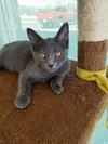 C89 Litter-Pebbles-PSP - ADOPTED