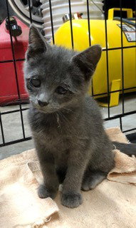 Catrina - ADOPTED
