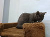 Catrina - ADOPTED