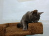 Catrina - ADOPTED