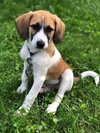 Cali - ADOPTED