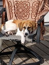 Cali - ADOPTED