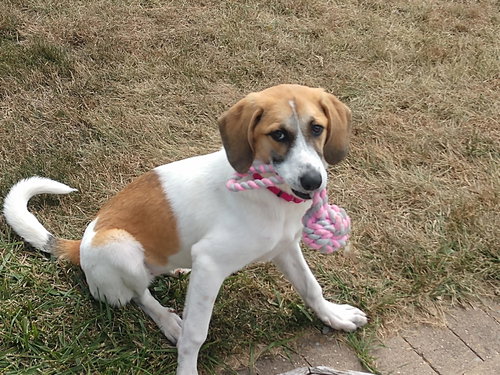 Cali - ADOPTED