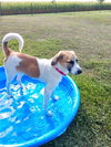 Cali - ADOPTED