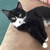 C91 Litter-Ava, mom- ADOPTED