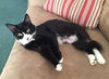 C91 Litter-Ava, mom- ADOPTED