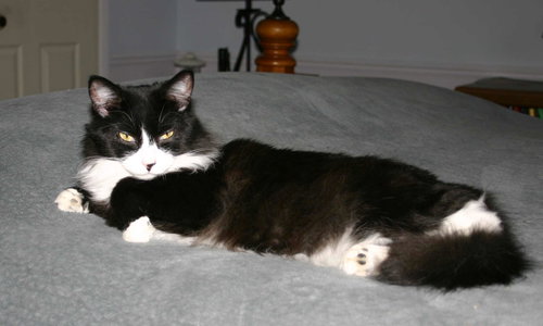 C91 Litter-Ava, mom- ADOPTED