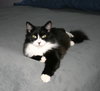 C91 Litter-Ava, mom- ADOPTED