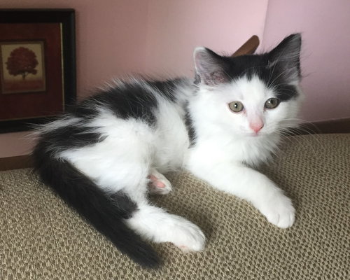 C91 Litter-Isabella - ADOPTED