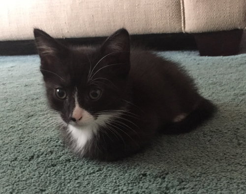 C91 Litter-Diego - ADOPTED