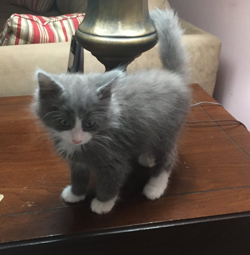 C91 Litter-Socks - ADOPTED