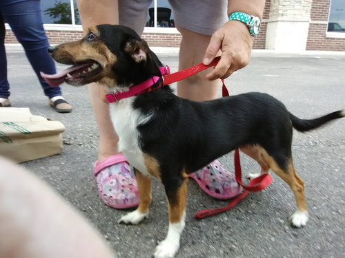 Celia - ADOPTED